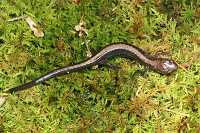 photo of shenandoah salamander