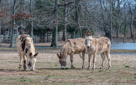 photo of three donkeys on a farm with stream in background