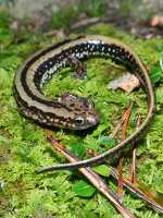 photo of three lined salamander