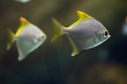 photo of two silver moony fish