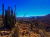 photo organ pipe cactus sonoran desert