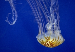 photo pacific sea nettle jellyfish with medusa and tentacles