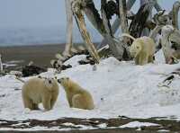 photo polar bear family at bone pile