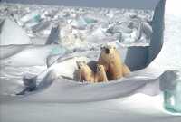 photo polar bear mother and two cubs on the beaufort sea ice