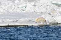 photo polar bear pulling himself out of the ocean onto the sea ice