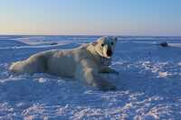 photo polar bear resting on ice