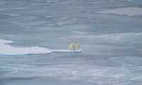 photo polar bears along sea ice in the arctic ocean