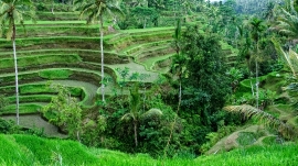Photo Rice Paddy Ubud Bali 6640b