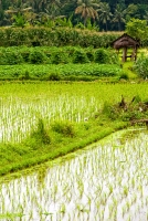 Photo Rice Paddy Ubud Bali 7643