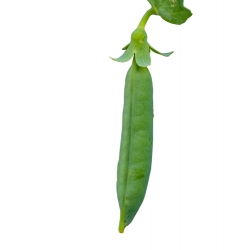 photo single green ripened pea on plant stem white background