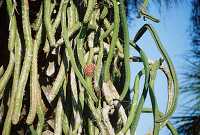 photo snake cactus wrapped around trunk of tree