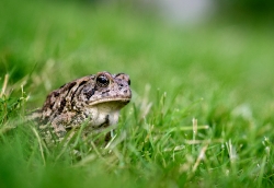 Photo Toad front View