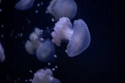 photo translucent white spotted jellies 8508213