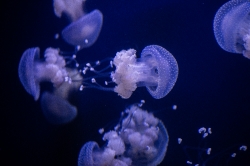 photo translucent white spotted jellies 8508218