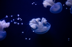 photo translucent white spotted jellies 8508223