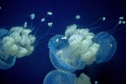 photo translucent white spotted jellies swimming