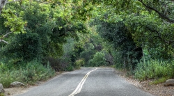photo tree covered road california 