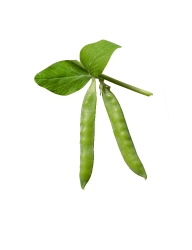 photo two pea pods with leaves on stem