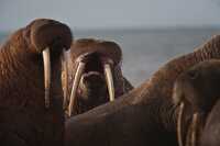 photo Walrus bellowing while on shore