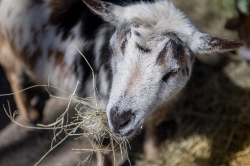 photo white and black goat eating hay image