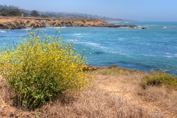 photo wildflowers along view coastal water