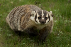 photo-american-badger-walking-in-the-grass-image
