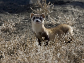 photo-black-footed-ferret