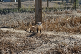 photo-black-footed-ferret-8
