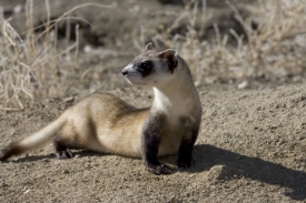 photo-black-footed-ferret-laying-in-dirt-colorado
