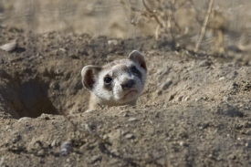 photo-black-footed-ferret-looking-out-of-hole-in-ground-colorado-2
