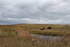 photo-cattle-grazing-on-grassland-north-dakota