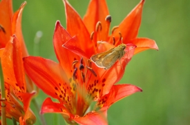 photo-dakota-skipper-insect-on-prairie-lily-north-dakota