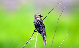 photo-female-red-winged-blackbird-north-dakota