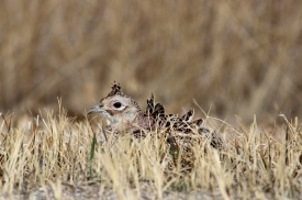 photo-female-ring-necked-pheasant-in-fields-of-north-dakota