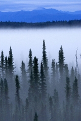 photo-fog-covering-trees-and-mountains-a-beautiful-landscape-in-alaska