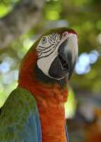 Photograph of a Red Macaw Parrot Closeup