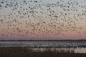 photo-hundreds-of-waterfowl-at-quivira-national-wildlife-refuge-kansas