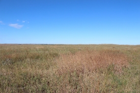 photo-native-prairie-and-grasslands-dakota