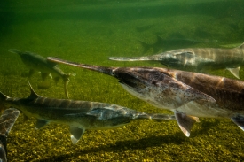 photo-paddlefish-swimming-in-river-south-dakota