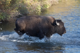 photo-photo-bison-crosses-mission-creek