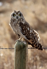 photo-short-eared-owl-resting-on-a-pole-in-north-dakota