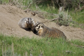 photo-two-american-badger-can-be-found-in-grasslands-and-woodlands-4