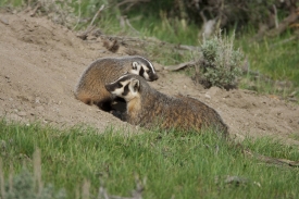 photo-two-american-badgers-image-5
