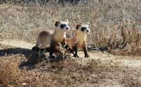 photo-two-black-footed-ferret-kits-colorado