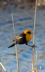 photo-yellow-headed-blackbird-north-dakota