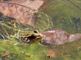 Pickeral Frog in marshy water