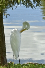 Picture of a Great Egret