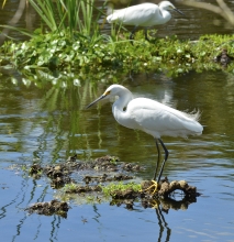 Picture of a Great Egret