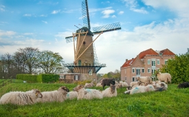Pictures of Willemstad Netherlands flock of sheep resting on gra