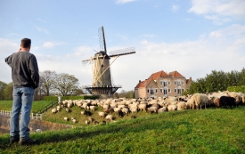 Pictures of Willemstad Netherlands man standing over a flock of 
